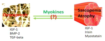 미토콘드리아 기능이상에 따른 Myokines 발현 조절 모델