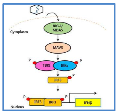 MDA5/RIG-I 과련 Type I IFN 발현 pathway