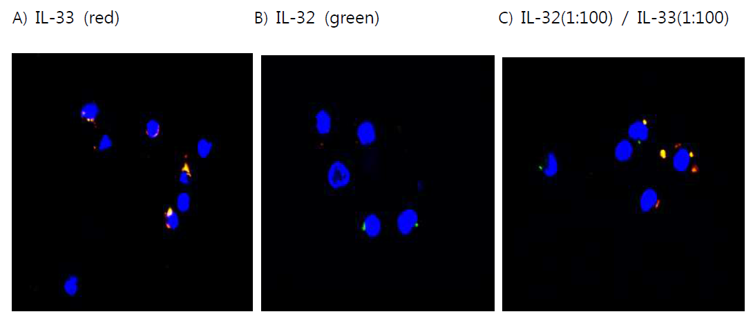 일반인 말초혈액세포에서 IL-32γ와 IL-33 발현. A) IL-33-Rhodamin (red), B) IL-32-FITC (green), C) IL-32/33 colocalization (mersing)되어 노란색으로 관찰