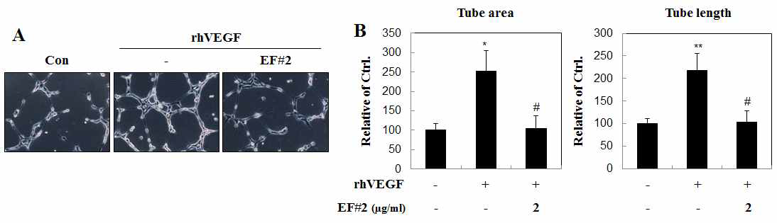 인간 뇌혈관내피세포에 대한 EF#2(isolinderalactone)의 tube formation 억제 효과 검증