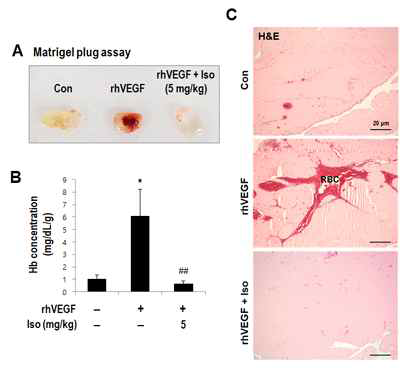 In vivo matrigel plug assay에서 isolinderalactone의 혈관신생 억제 효과 검증