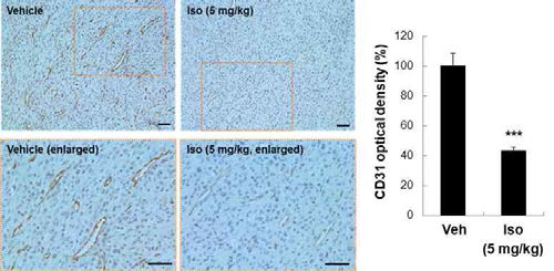 In vivo tumor xenograft model에서 isolinderalactone에 의한 종양 조직내 CD31의 감소