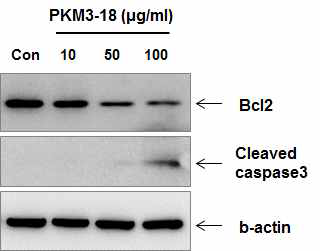 PKM3-18 가 Bcl2의 감소와 cleaved caspase-3의 증가를 유도함