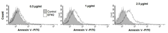 Anexin-V FACS 결과, EF#2(isolinderalactone)에 의해서 세포사멸이 증가함