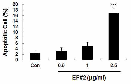 EF#2(isolinderalactone)에 의한 apoptotic cell 증가