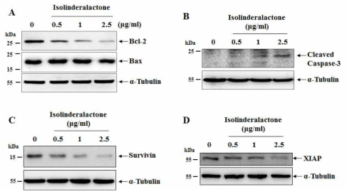 EF#2 (isolinderalactone)에 의해서 세포사멸 억제조절자인 Bcl2, Survivin, XIAP 는 감소하고 세포사멸인자인 cleaved caspase-3는 증가함