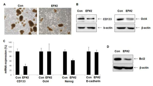 EF#2(isolinderalactone)에 의한 암줄기세포 (CSC) 억제 효과 조사. 암구체 (tumor spheroid) 가 EF#2에 의해 크기와 숫자가 감소함. EF#2 처리에 의해서 암줄기세포의 표지자인 CD133과 Oct4가 감소하고 세포사멸억제인자인 Bcl2도 감소함