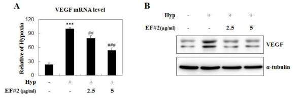 인간 U87 세포를 저산소 조건에서 배양하면 VEGF가 증가하며, EF#2(isolinderalactone)에 의해 현저하게 감소함