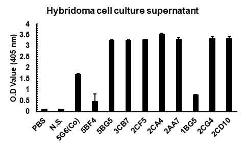 Antigen reactivity of the hybridoma cells culutre supernatant. A405 value of PvLDH( were determined by indirect ELISA. Normal serum was diluted 1:200, PBS was control, 5G6 was positive control and diluted 1:2000