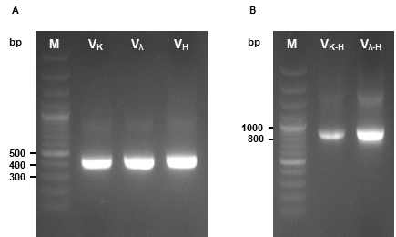 A. Polymerase chain reaction for amplification of mouse ScFv variable region. B. Assemble Overlap extenstion PCR to combine the VL product with the VL product