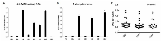 Purified anti-PvLDH minibody ELISA. A. ELISA analysis using recombinant PvLDH. B. Elisa analysis using P. vivax patient serum. C. ELISA analysis using 20th P. vivax patient serum samples