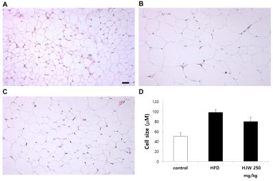 Effects of HJW on morphological changes of subcutaneous adipose tissue. Micrographs of adipose tissue sections from Control (A), HFD (B), and HJW (250 mg/kg) (C). Mean adipocyte size was decreased in HJW-treated mice compared with the HFD group (D). Data represent the mean ± S.E.M. Scale bar = 50 μm