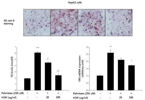 Effects of HJW on intracellular lipid accumulation (A, B) and FAS mRNA expression (C) in HepG2 cells. After palmitate treatment, the degree of Oil Red O staining (A) and TG levels (B) in HepG2 cells were increased and reversed by HJW treatment. Treatment with HJW also decreased the levels of FAS mRNA compared with palmitate-treated group in a dose-dependent manner (C)