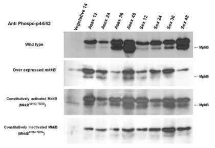 A. nidulans 야생형 균주와 MpkB MAP kinase 활성조절 돌연변이체들의 MpkB 단백질 인산화 분석. Vegetative: 영양생장 유도시료, Asex: 무성분화 유도시료, Sex: 유성분화 유도시료. 각 숫자는 유도된 시간을 의미함. 각 시료는 유도배양 후 전단백질을 추출하여 anti-phospho-p44/42 antibody를 이용해 western blot 분석을 실시하였다