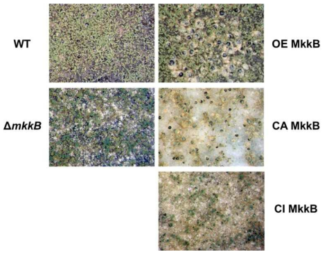 A. nidulans MkkB MAPK kinase 유전자 결손 변이균주와 MpkB MAP kinase 활성 조절 돌연변이체들의 유,무성분화 양상. 각 균주들은 CM plate에서 6일간 37℃ 암조건으로 배양한 후 사진을 촬영하였다. OE MkkB: Over expressed MkkB, CA MkkB: Constitutively activated MkkB, CI MkkB: Constitutively Inactivated MkkB