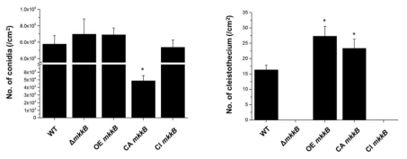 A. nidulans MkkB MAPK kinase 유전자 결손 변이균주와 MpkB MAP kinase 활성조절 돌연변이체들의 conidiation과 cleistothecium 생산. 각 균주들은 CM plate에서 6일간 37℃ 암조건으로 배양한 뒤 단위면적당 생산된 conidia와 cleistothecium을 혈구계수기와 육안으로 각각 계수하였다. OE MkkB: over-expressed MkkB, CA MkkB: constitutively activated MkkB, CI MkkB: constitutively inactivated MkkB