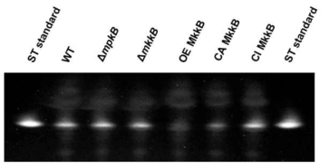 A. nidulans MpkB 및 MkkB 유전자 knock-out 돌연변이와 MpkB MAP kinase 활성조절 돌연변이체들의 sterigmatocystin (ST) 생산 분석. CM 액체배지에 각균의 conidia를 접종하여 14일간 37 조건으로 정치배양한 후 chloroform를 첨가하여 ST 시료를 추출한 다음 TLC 방법으로 분석하였다