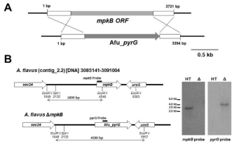 A. flavus NRRL3357-5 (pyrG-) 균주에서 mpkB 유전자 (AFL2G_02589)의 결실. (A), Aspergillus fumigatus pyrG 마커 유전자를 사용하여 mpkB 유전자를 제거하는데 사용된 방법의 도식적 모델. (B), mpkB 결손 변이균주의 southern blot 분석. 