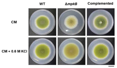 A. flavus mpkB 결손 변이균주의 생장. 야생형 균주 (WT, NRRL3357), mpkB 결손 변이균주 (ΔmpkB) 및 complementation 균주를 각각 CM과 0.6M 염화칼륨을 함유한 CM에 접종하고 30℃에서 4일 동안 배양하였다. 스케일 바는 1.5 cm를 나타낸다