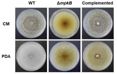 A. flavus mpkB 결손 변이균주의 sclerotia 생산. 암조건에서 30°C, 6일간 배양. Colony의 conidia를 세척하여 sclerotia을 노출시켰다. 야생형 (WT) 균주는 A. flavus NRRL3357이다