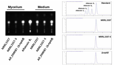 TLC와 HPLC 분석에 의한 야생형 균주 (NRRL3357), pyrG- host 균주 (NRRL3357-5) 및 mpkB 결손 변이균주 (ΔmpkB)에서 아플라톡신의 생산 분석