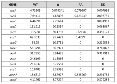 aus 유전자 클러스터 발현 패턴