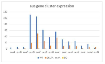 aus 유전자 클러스터 발현 패턴