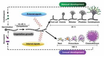 모델균주인 A. nidulans에서 가상적인 분화조절 기작의 도식. 내부 및 외부신호에 따라 무성생식과 유성생식으로 분화가 조절됨