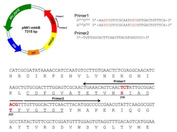 constitutive activating 및 constitutive inactivating 균주 제작을 위한 pNII1-mkkB plasmid의 제작. Site-directed mutagenesis 방법을 이용하여 mkkB 유전자의 218번 serine과 222번 threonine을 phosphorylation mimic 아미노산이나 비극성 아미노산으로 각각 치환하였다