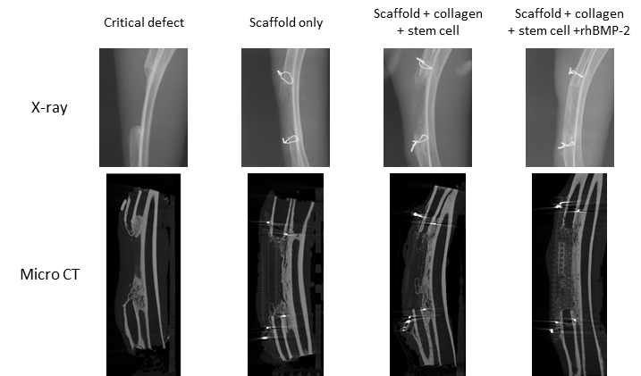토끼 요골 결손 모델에 기능형 3D 바이오 복합지지체의 적용 후 8주차에 촬영한 방사선과 micro CT 단면 사진