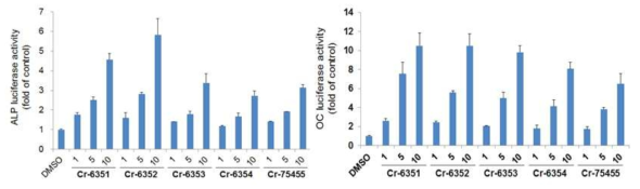 Effect of compounds 1–4 on ALP and OC promoter activity activity in C2C12 cells