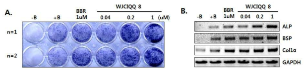Q8 화합물이 조골세포 분화에 미치는 영향-1