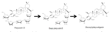 PD에서 Glucosyl platycodigenin으로의 pathway