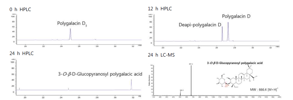 Pectinex Ultra SP-L의한 도라지 추출물에 존재하는 PGD3로부터 3-O-β-D-glucopyranosyl polygalacic acid로의 생물전환 과정의 HPLC 및 산물의 LC-MS