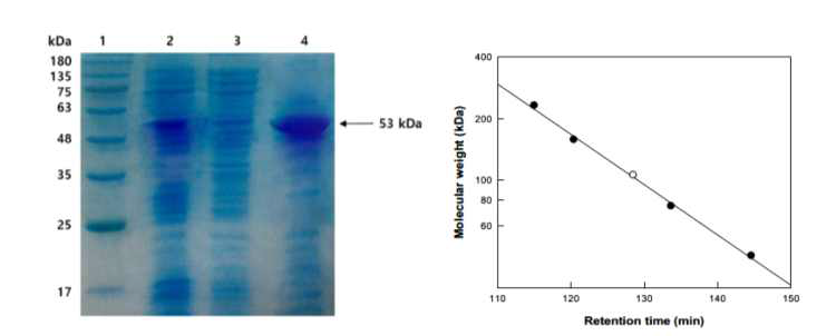 CO-BGL의 SDS-PAGE 및 gel-filtration chromatography