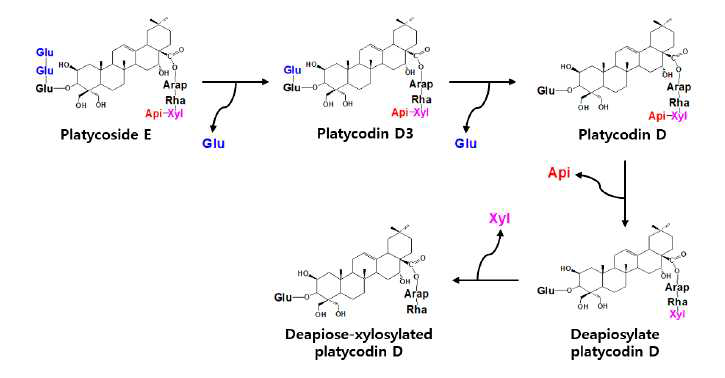 Platycoside E로부터 Deapiose-dexylosylated platycodin D로의 예상 전환 경로