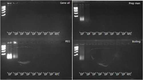 DNA extraction 방법에 따른 WGA 증폭 결과. 전기영동 결과의 각 첫 번째 줄은 1 kb의 ladder를 사용