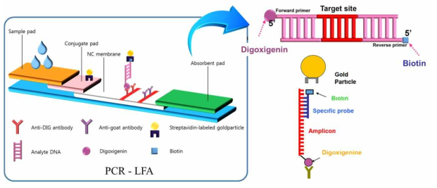 PCR 증폭물 검출용 LFA 모식도