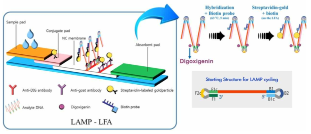 LAMP 증폭물 검출용 LFA 모식도