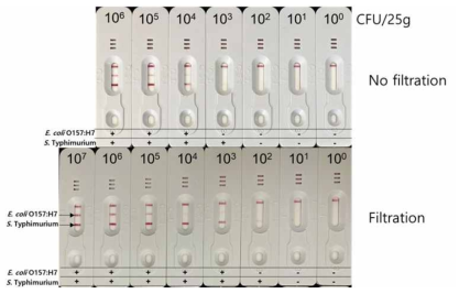 양배추에서 PCR-LFA를 이용한 E. coli O157:H7과 S. Typhimurium의 filtration 후 민감도 비교