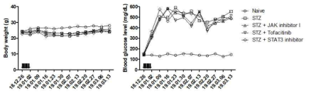 JAK/STAT inhibitor를 장기 투여한 당뇨망막증 유도 마우스의 몸무게와 혈당 변화 확인