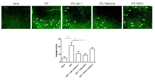 JAK/STAT inhibitor의 장기 투여에 따른 leakage points의 변화 확인