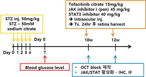 JAK-STAT inhibitor의 단시간 투여를 통한 JAK-STAT의 활성화 정도 확인 스케줄