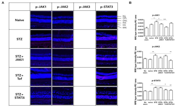 JAK-STAT inhibitor의 단시간 투여를 통한 JAK-STAT의 활성화 정도 확인 스케줄