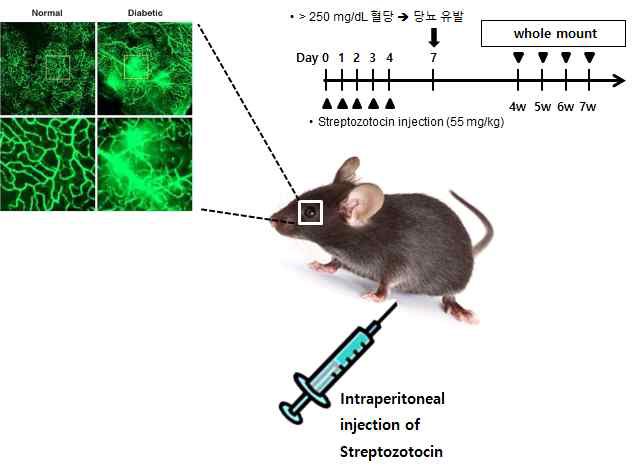 1형 당뇨망막증 동물 모델 확립 모식도