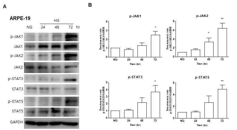 High glucose condition에서 JAK-STAT 활성화 변화 확인