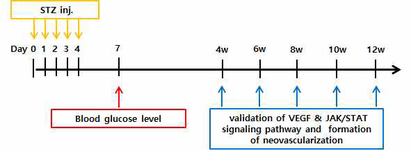 당뇨망막증에서 VEGF 발현 증가 및 JAK-STAT 신호전달 경로 활성 연관성과 신생혈관 형성을 확인하기 위한 실험 스케줄