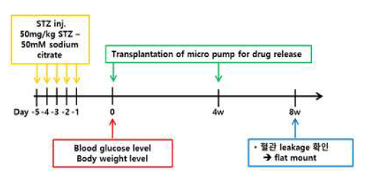 1형 당뇨망막증에서 JAK-STAT inhibitor의 장시간 투여를 통해 혈관 누출의 변화를 확인하기 위한 실험 스케줄