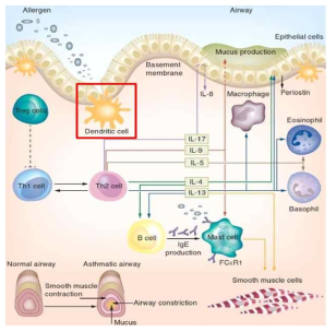 천식 병리기전에서 수지상 세포의 역할