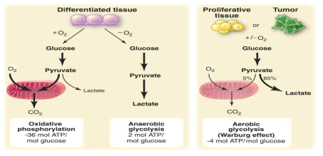 Warburg effect